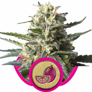 Lemon Shining Silver Haze Feminized cannabis flower bud by Royal Queen Seeds