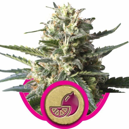 Lemon Shining Silver Haze – Royal Queen Seeds – Feminized