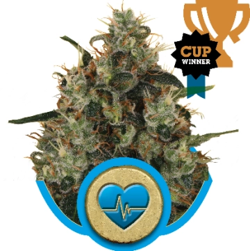 Medical Mass CBD Feminized cannabis flower bud by Royal Queen Seeds