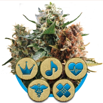 Mix CBD Feminized cannabis flower bud by Royal Queen Seeds