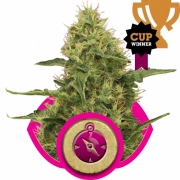Northern Light Feminized cannabis flower bud by Royal Queen Seeds