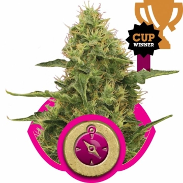 Northern Light Feminized cannabis flower bud by Royal Queen Seeds