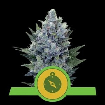 Northern Light Auto Autoflowering cannabis flower bud by Royal Queen Seeds