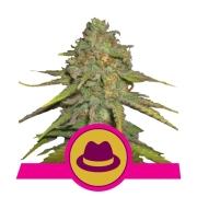OG Kush Feminized cannabis flower bud by Royal Queen Seeds