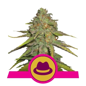 OG Kush Feminized cannabis flower bud by Royal Queen Seeds