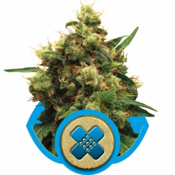 Painkiller XL Feminized cannabis flower bud by Royal Queen Seeds