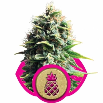Pineapple Kush Feminized cannabis flower bud by Royal Queen Seeds