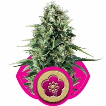 Power Flower Feminized cannabis flower bud by Royal Queen Seeds