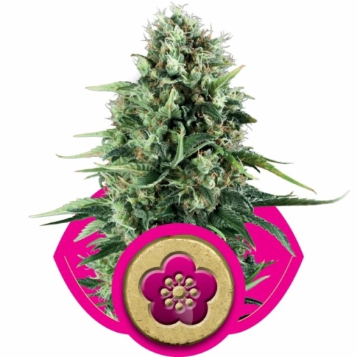 Power Flower – Royal Queen Seeds – Feminized