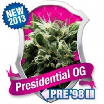 Presidential OG Feminized cannabis flower bud by Royal Queen Seeds