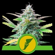 Quick One Auto Autoflowering cannabis flower bud by Royal Queen Seeds