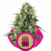 Royal AK Feminized cannabis flower bud by Royal Queen Seeds