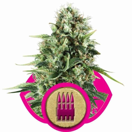 Royal AK – Royal Queen Seeds – Feminized