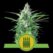 Royal AK Auto Autoflowering cannabis flower bud by Royal Queen Seeds