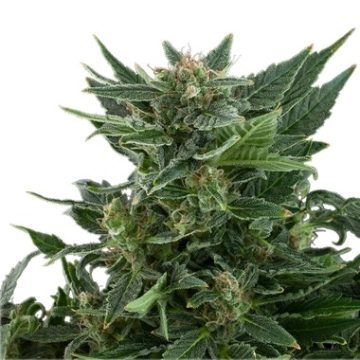 Royal Automatic Autoflowering cannabis flower bud by Royal Queen Seeds