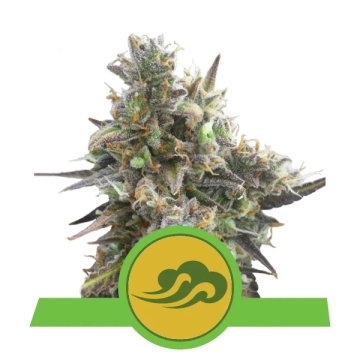 Royal Bluematic Autoflowering cannabis flower bud by Royal Queen Seeds