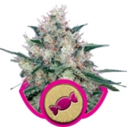 Royal Caramel Feminized cannabis flower bud by Royal Queen Seeds