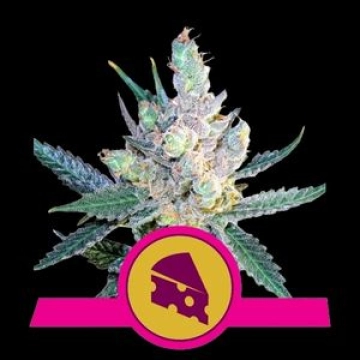 Royal Cheese Feminized cannabis flower bud by Royal Queen Seeds