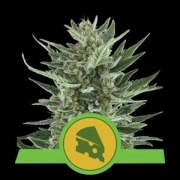 Royal Cheese Auto Autoflowering cannabis flower bud by Royal Queen Seeds
