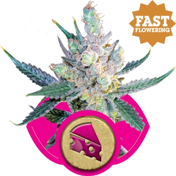 Royal Cheese FAST Version Feminized cannabis flower bud by Royal Queen Seeds