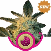 Royal Cookies Feminized cannabis flower bud by Royal Queen Seeds