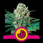 Royal Creamatic Auto Autoflowering cannabis flower bud by Royal Queen Seeds