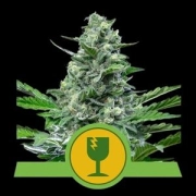 Royal Critical Auto Autoflowering cannabis flower bud by Royal Queen Seeds