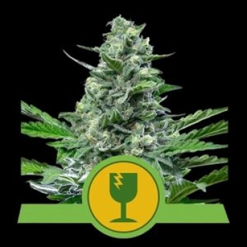 Royal Critical Auto Autoflowering cannabis flower bud by Royal Queen Seeds
