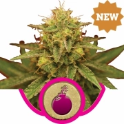 Royal Domina Feminized cannabis flower bud by Royal Queen Seeds