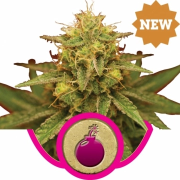 Royal Domina Feminized cannabis flower bud by Royal Queen Seeds