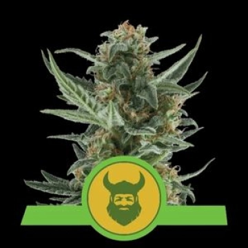 Royal Dwarf Auto Autoflowering cannabis flower bud by Royal Queen Seeds
