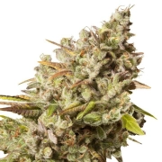 Royal Gorilla Feminized cannabis flower bud by Royal Queen Seeds