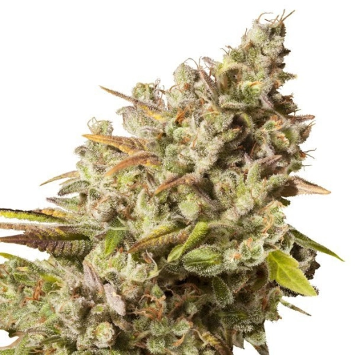 Royal Gorilla – Royal Queen Seeds – Feminized