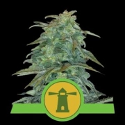 Royal Haze Auto Autoflowering cannabis flower bud by Royal Queen Seeds