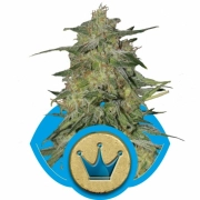 Royal Highness Feminized cannabis flower bud by Royal Queen Seeds
