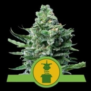 Royal Jack Auto Autoflowering cannabis flower bud by Royal Queen Seeds