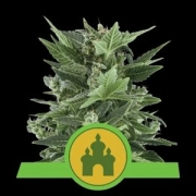 Royal Kush Auto Autoflowering cannabis flower bud by Royal Queen Seeds