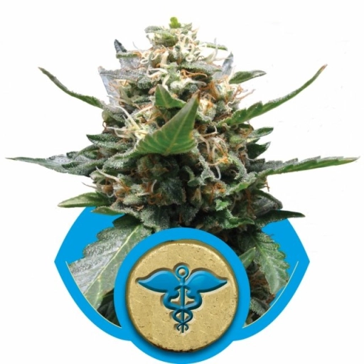 Royal Medic – Royal Queen Seeds – Feminized