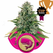 Royal Moby Feminized cannabis flower bud by Royal Queen Seeds
