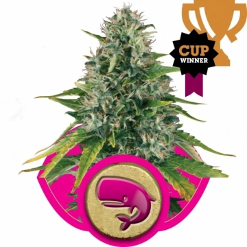 Royal Moby Feminized cannabis flower bud by Royal Queen Seeds