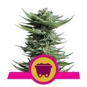 Shining Silver Haze Feminized cannabis flower bud by Royal Queen Seeds