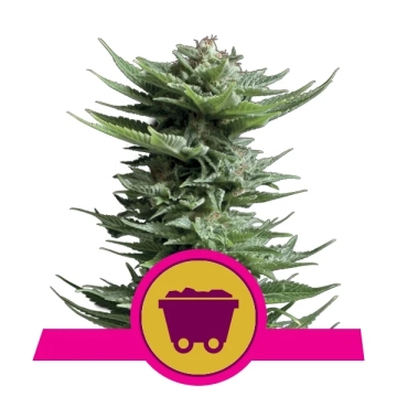 Shining Silver Haze Feminized cannabis flower bud by Royal Queen Seeds