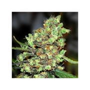 Skunk #1 Feminized cannabis flower bud by Royal Queen Seeds