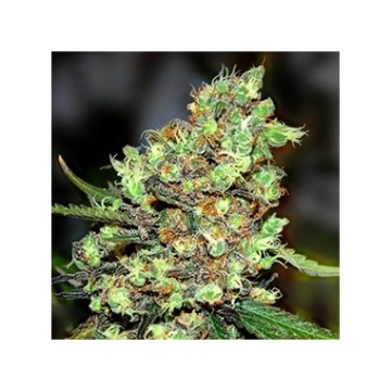 Skunk #1 Feminized cannabis flower bud by Royal Queen Seeds