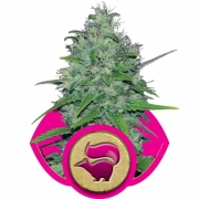 Skunk XL Feminized cannabis flower bud by Royal Queen Seeds