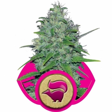 Skunk XL Feminized cannabis flower bud by Royal Queen Seeds
