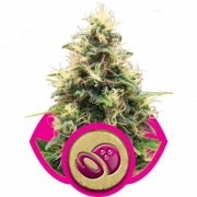 Somango XL Feminized cannabis flower bud by Royal Queen Seeds