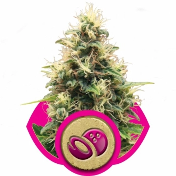 Somango XL Feminized cannabis flower bud by Royal Queen Seeds