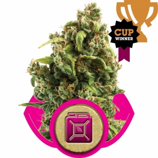 Sour Diesel – Royal Queen Seeds – Feminized