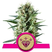 Special Kush #1 Feminized cannabis flower bud by Royal Queen Seeds